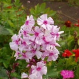 Kako razmnožavati floks ljeti, u jesen